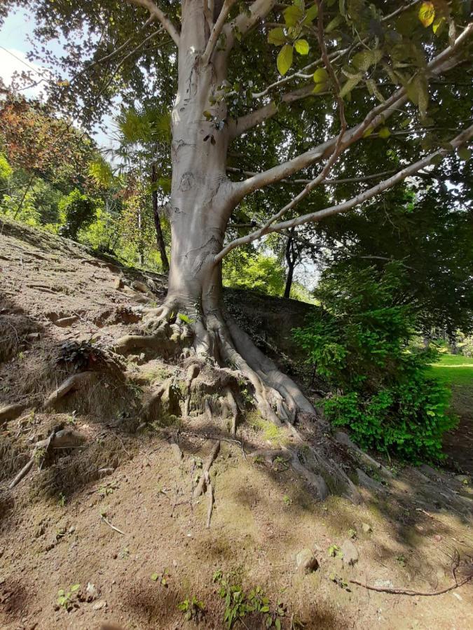 Bmp Apartment Gioiosa 2 Giardino Vista Lago Maggiore 贝尔吉拉泰 外观 照片