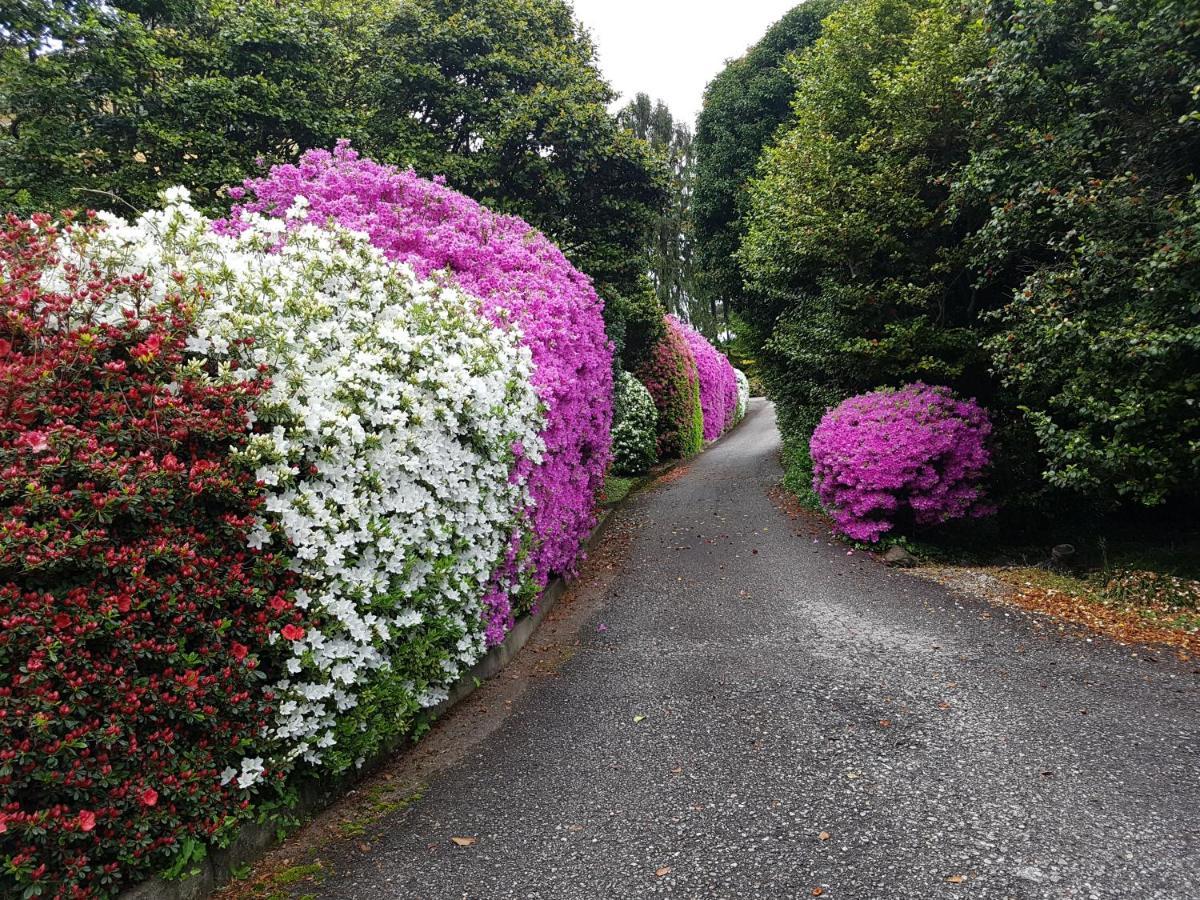 Bmp Apartment Gioiosa 2 Giardino Vista Lago Maggiore 贝尔吉拉泰 外观 照片